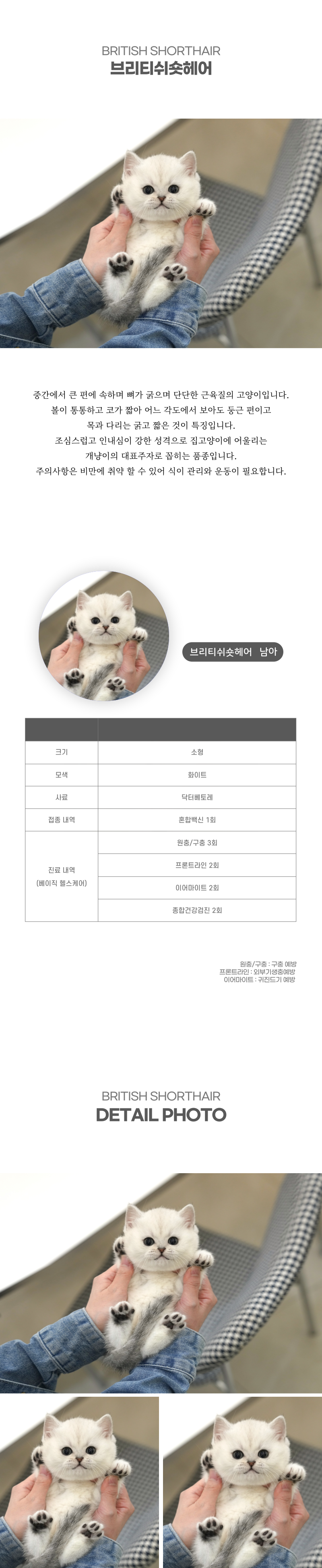 브리티쉬숏헤어_상세이미지_2